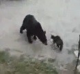 Gato enfrentando urso